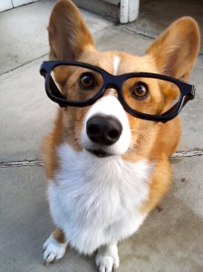 Lunettes chien. Crédit photo : DarkKnight